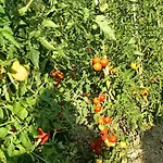 Casale Il Girasole Pensionat Barbara (Pesaro and Urbino)