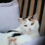 Pensionat Casale Il Girasole 4*