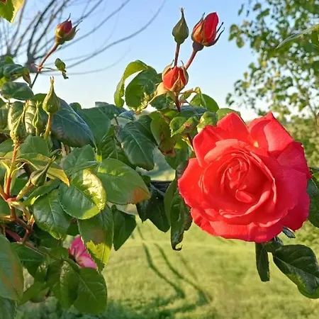 Gasthuis Casale Il Girasole Barbara (Pesaro and Urbino)