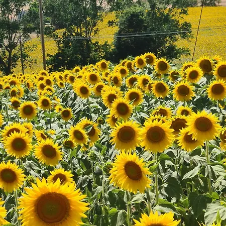 Gasthuis Casale Il Girasole