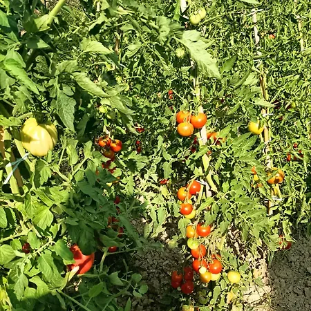 Casale Il Girasole בית הארחה Barbara (Pesaro and Urbino)