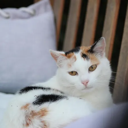 Gasthuis Casale Il Girasole 4*