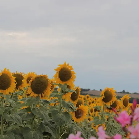Casale Il Girasole Gasthuis Barbara (Pesaro and Urbino)
