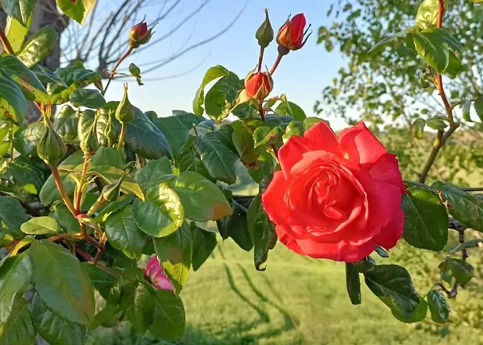 Affittacamere Casale Il Girasole Barbara (Pesaro and Urbino)