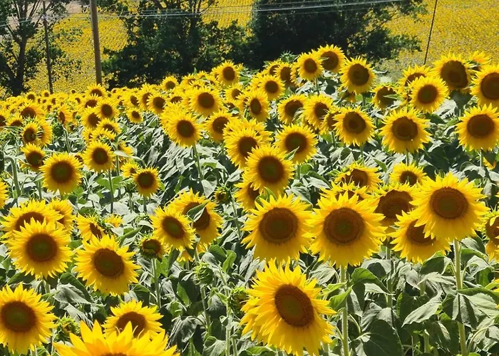 Affittacamere Casale Il Girasole