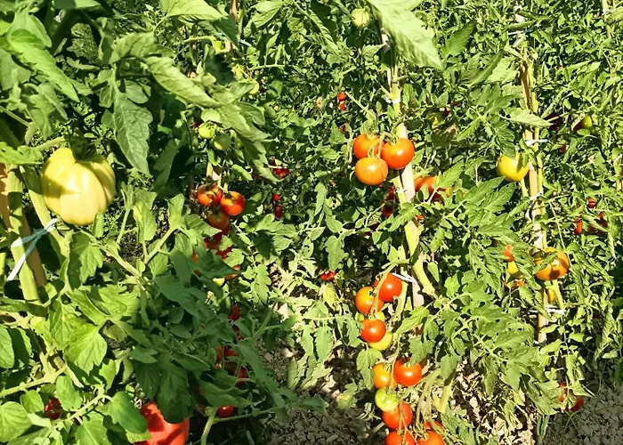 Casale Il Girasole Affittacamere Barbara (Pesaro and Urbino)